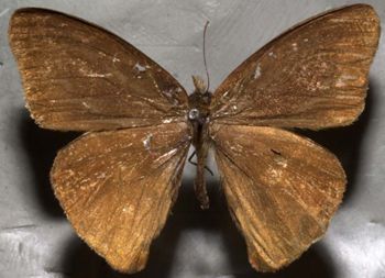Media type: image;   Entomology 21986 Aspect: habitus dorsal view
